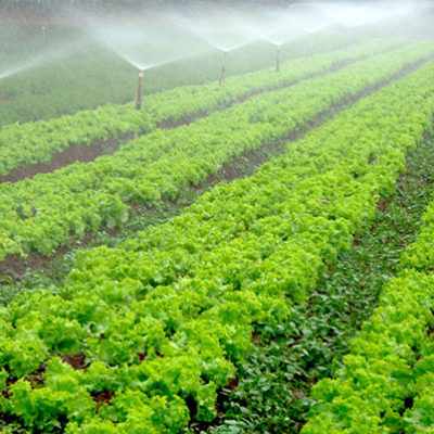 Irrigation or frost protection with misting