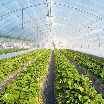 Irrigation for greenhouses, hydroponics